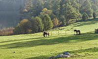 Horses at the lake