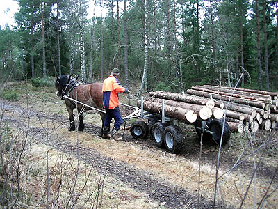 Lastar timmer med häst och vagn