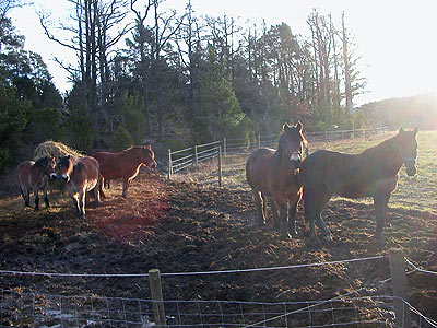 Hästar i hagen
